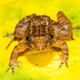 Athirappally night frog (Nyctibatrachus athirappillyensis), new species discovered from areas adjoining the Athirappilly waterfall, site for a proposed hydroelectric project.